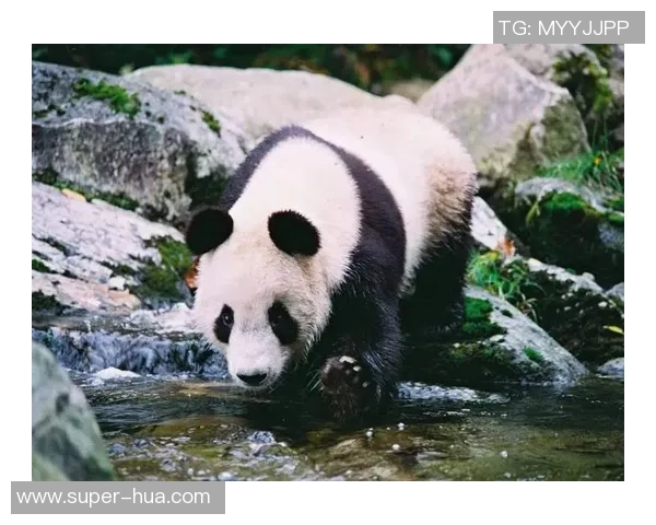 足球明星的搞笑丑萌瞬间大集合让你忍俊不禁的奇趣时刻